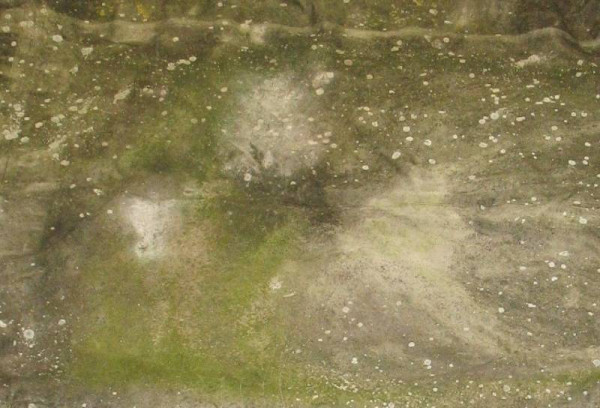 How To Clean Moss Off Outdoor Carpet? A Step-By-Step Guide